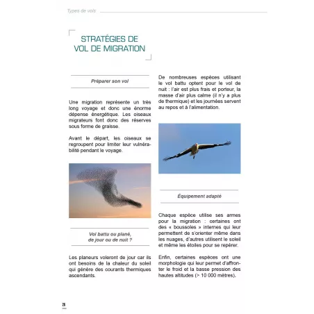 Rêve d'Icare