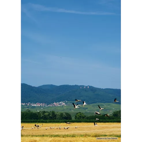 Rando-bière en Alsace