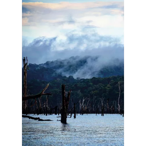 Journal d'expéditions en Amazonie